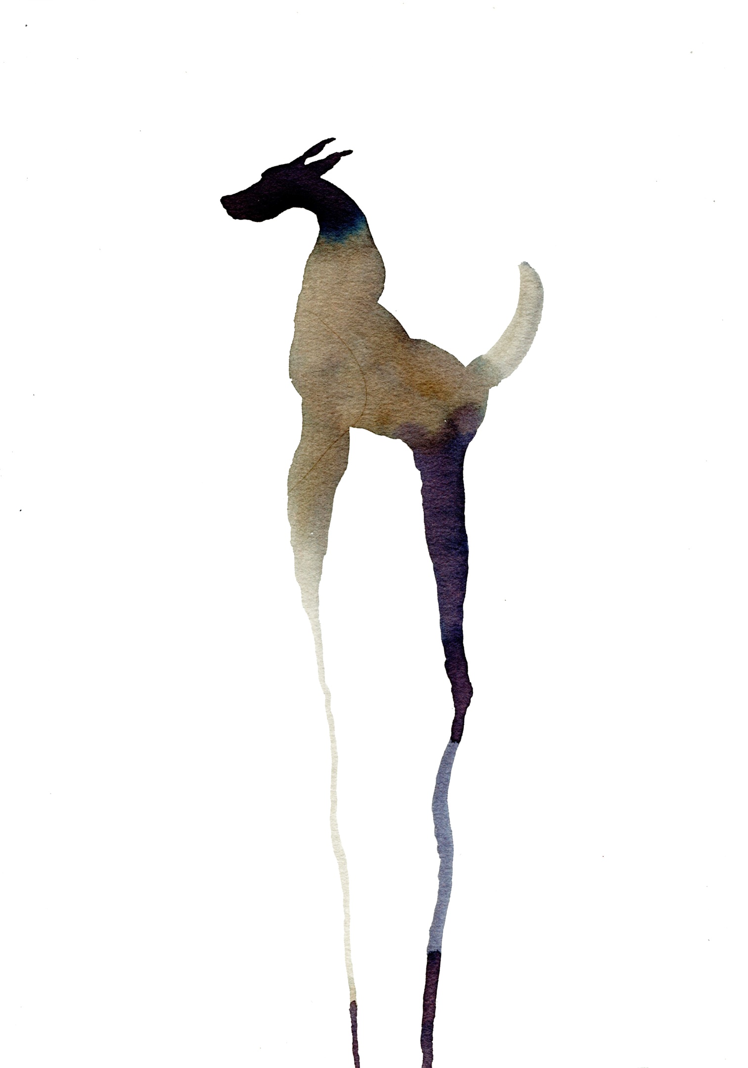 The animal gaze