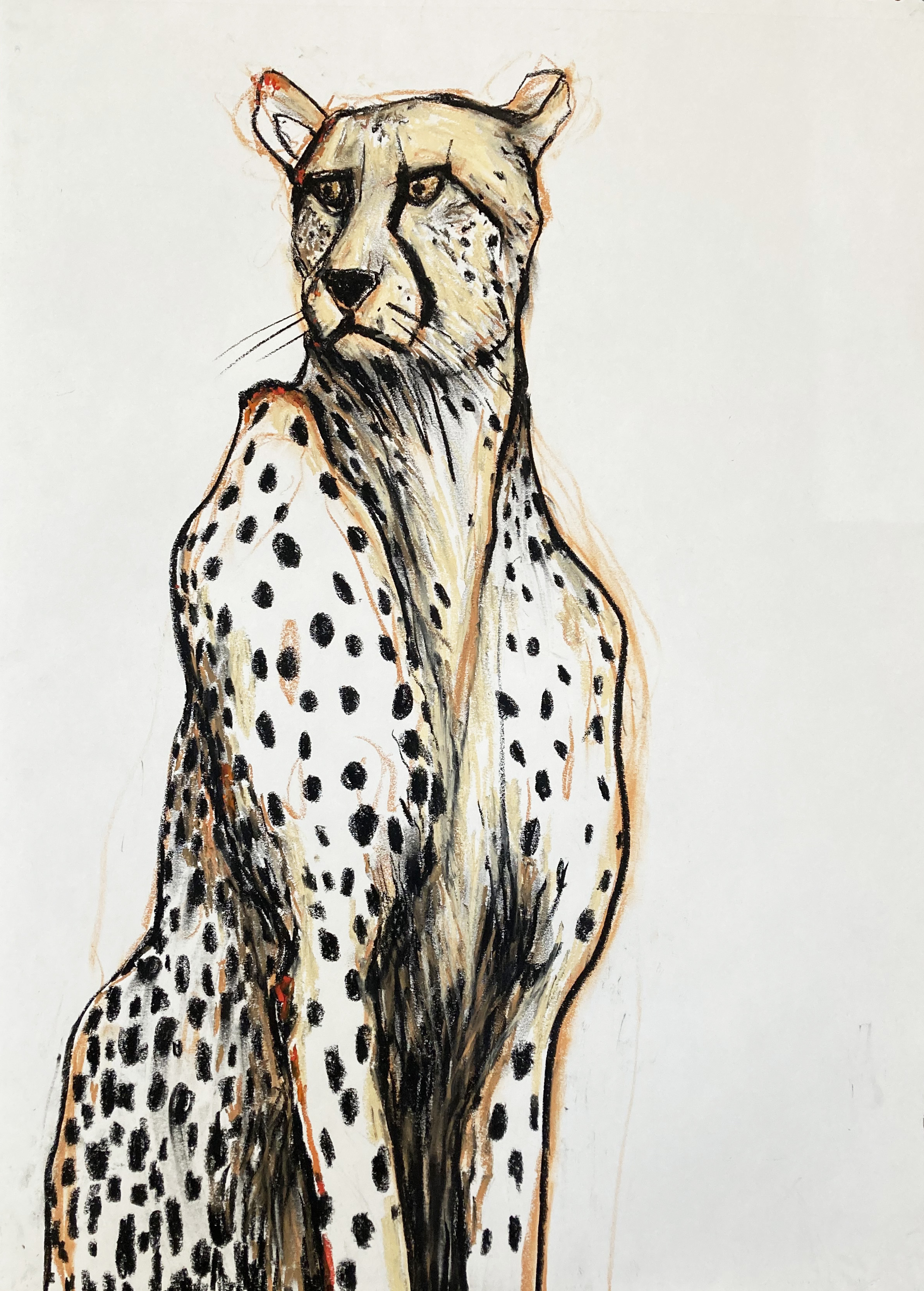 Gepard