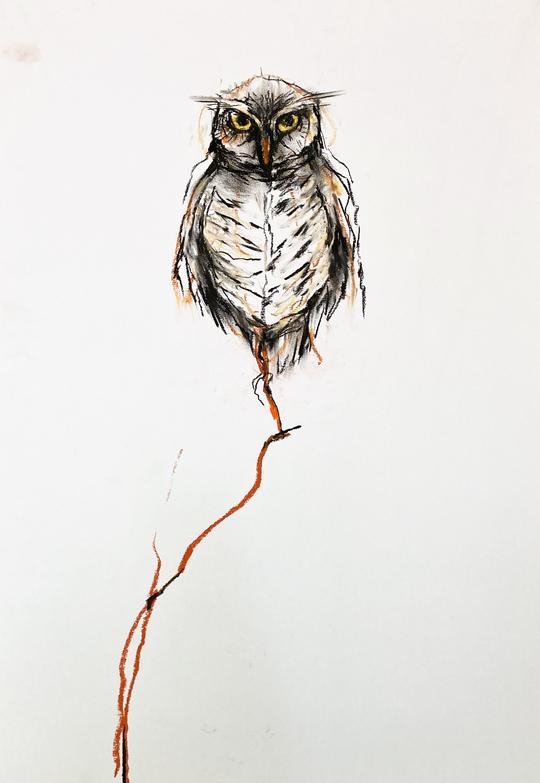 Owl