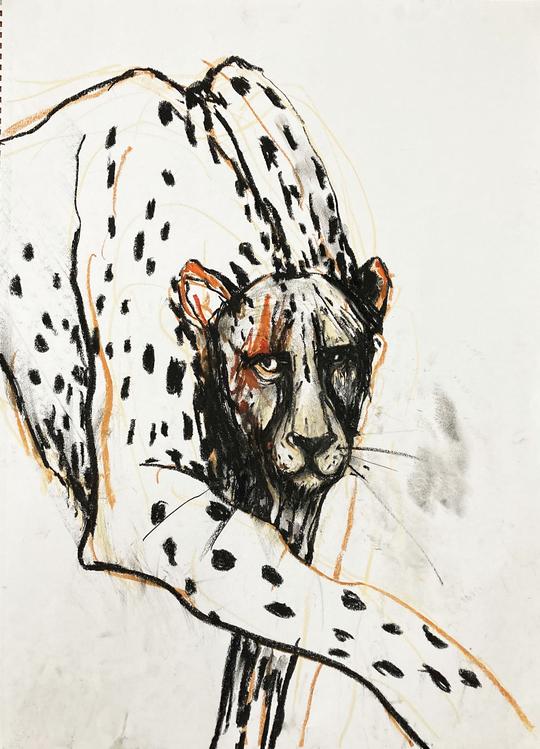 Cheetah II